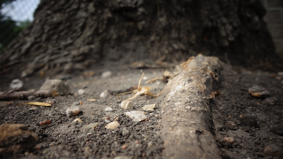 root-690908_960_720