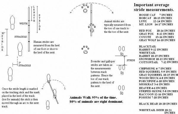 The Tracking Stick. – MANTRACKING SCHOOL