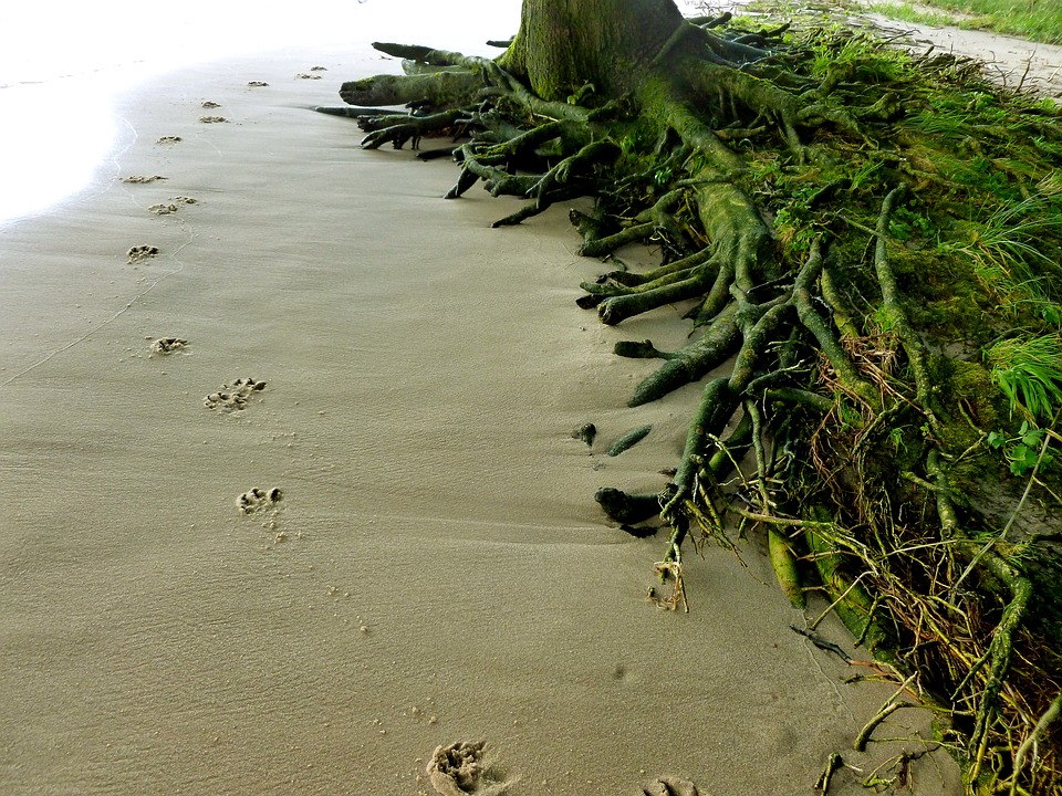 animal-tracks-1667740_960_720